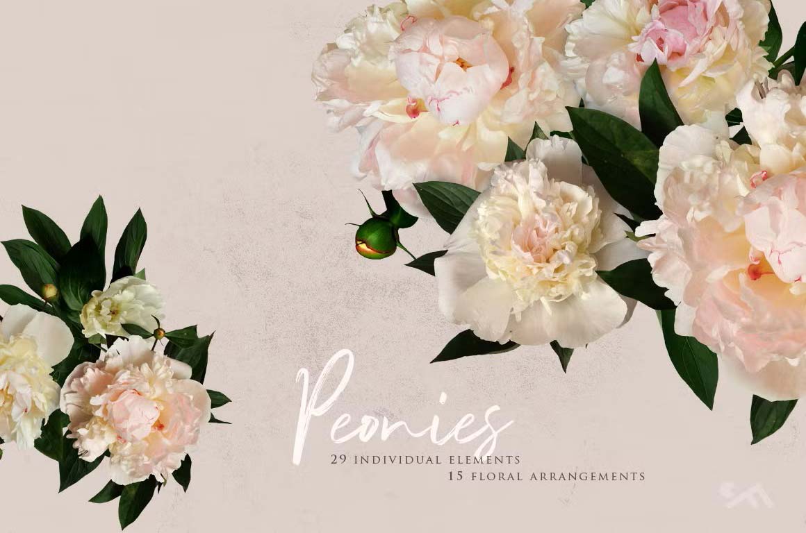 Peonies real flowers classy clipart set, creamy luxury