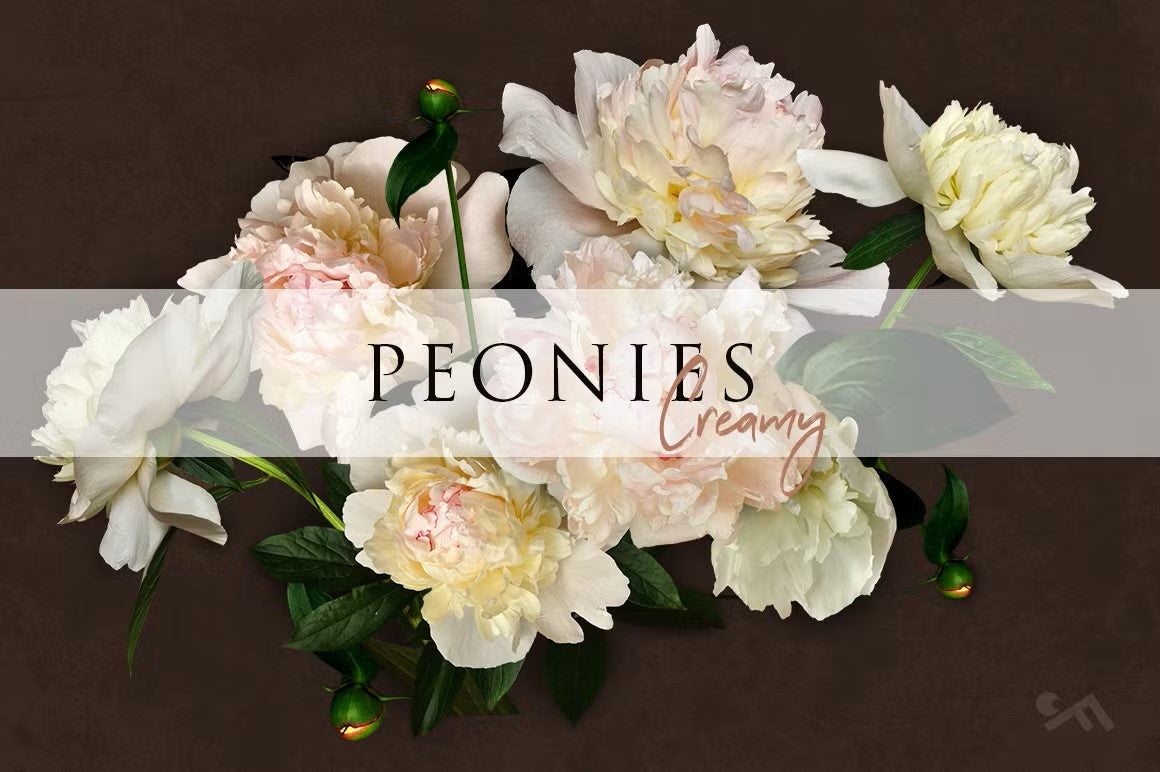 Unlock your creativity and design with peonies real flowers clipart set creamy luxurious