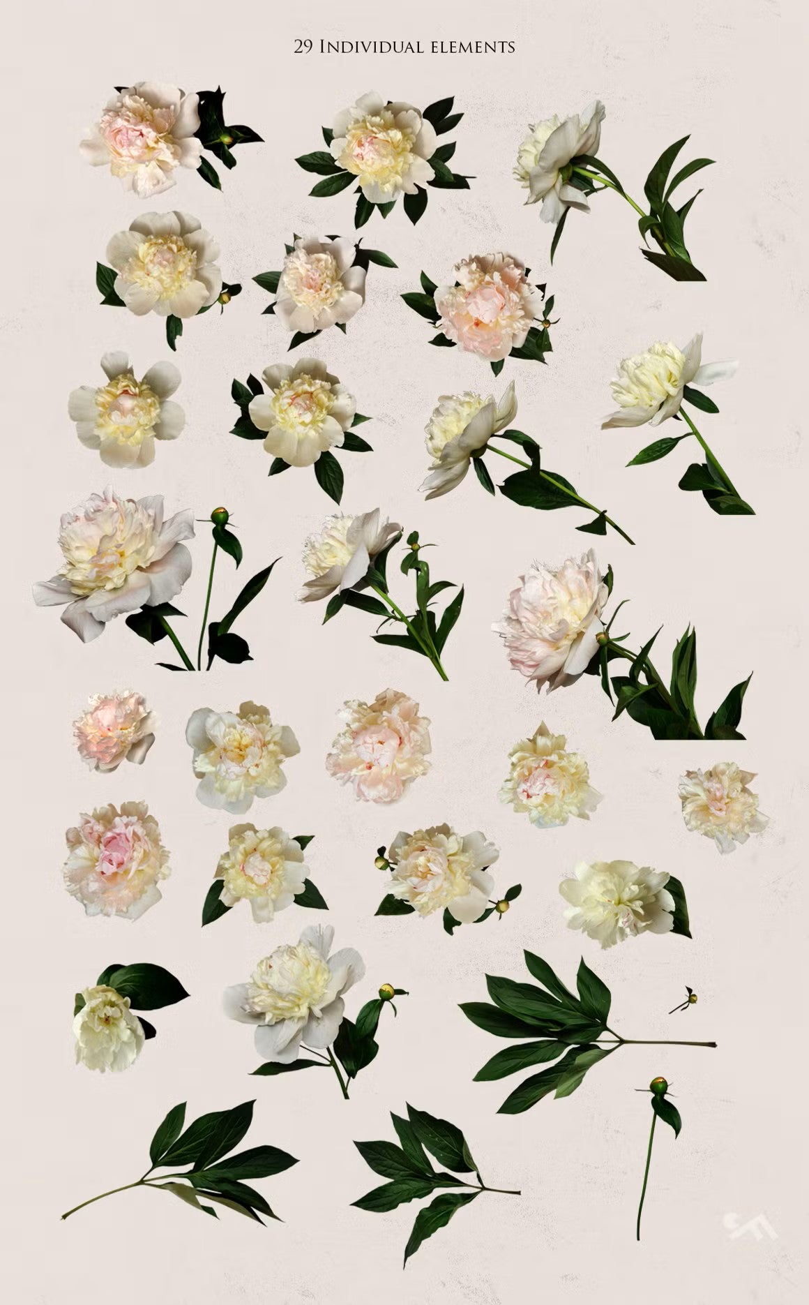 Real Peonies clipart set featuring 29 separate elements